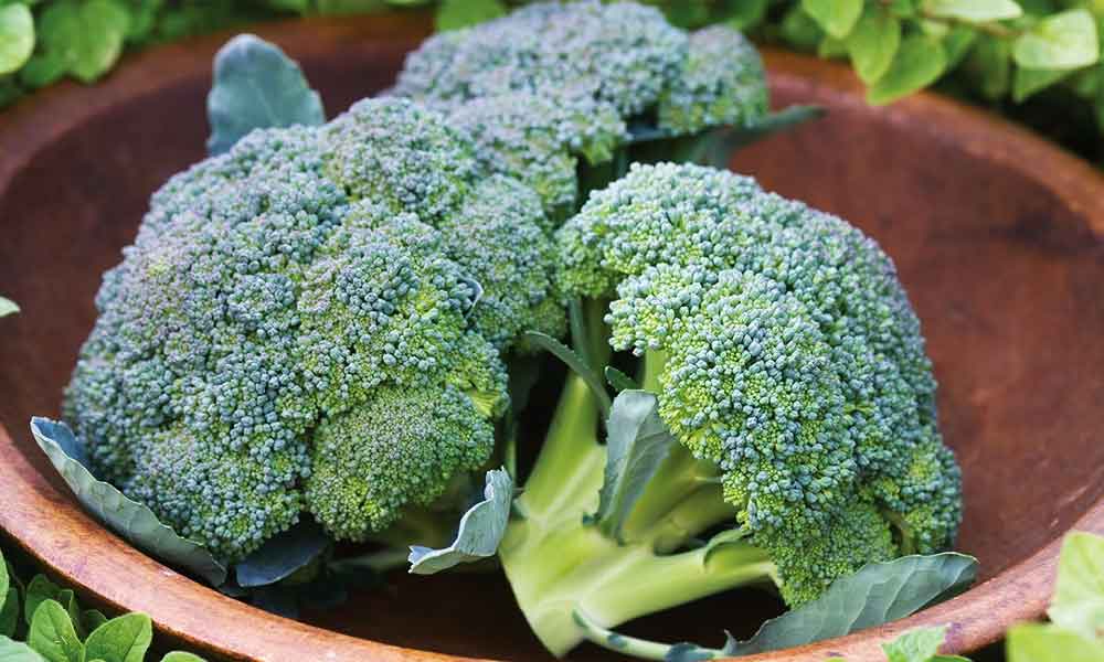 Broccoli-NewsORB360