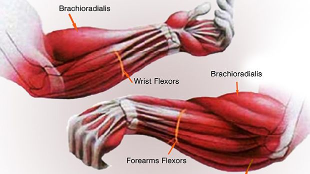 Muscles