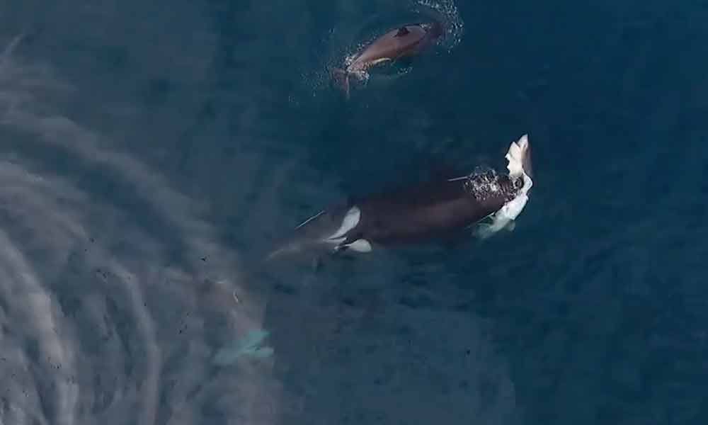 Great-white-sharks-disappear-NewsORB360